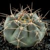 Gymnocalycium_heidiae